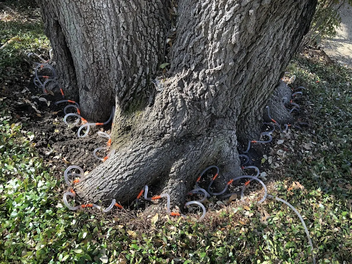 Detailed Tree Cabling and Bracing job site in West Henrietta