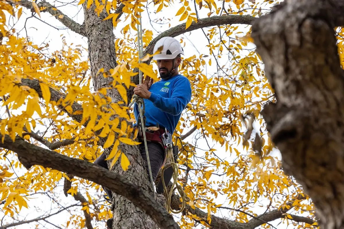 Skilled Tree Pruning crew working in West Henrietta